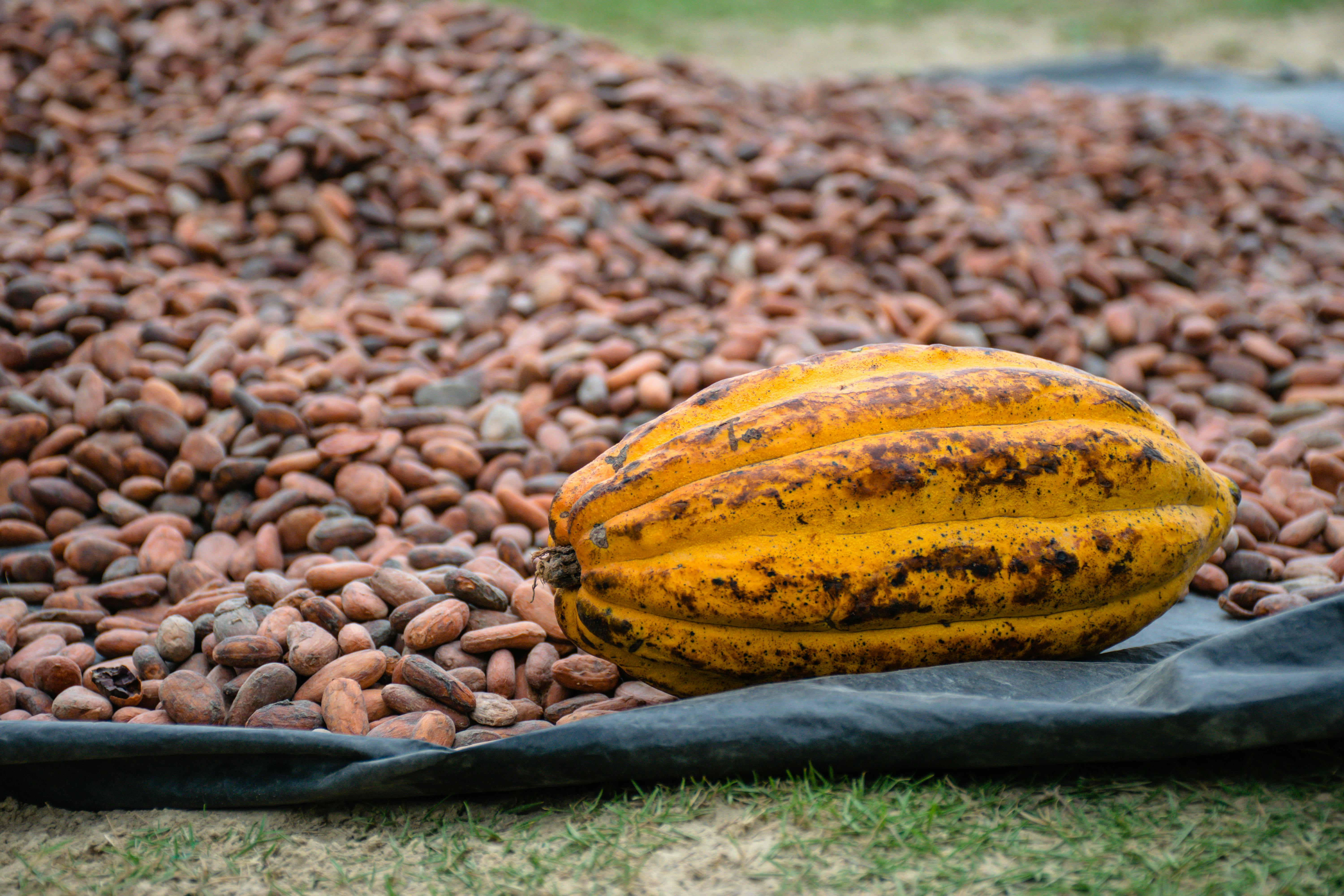 Marché du cacao en RDC : opportunités et contraintes